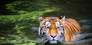 W jakich godzinach poluje kuna?