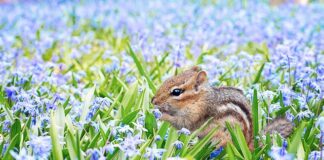 Jak odstraszyć gryzonie w samochodzie?