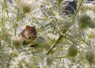 Czy szczur boi się psa? Czy szczur boi się psa?