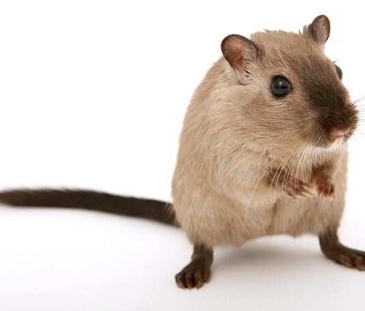 Jakiego zapachu boją się myszy?