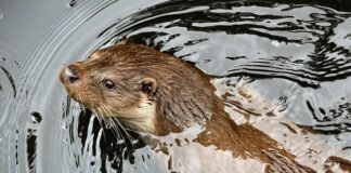 Czy kuny boją się kotów?