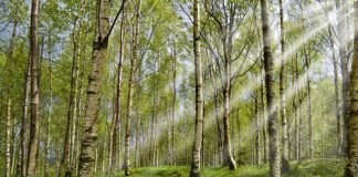 Czy ultradźwięki działają na kleszcze?