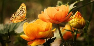 Co za zwierzę odgryza kurom głowy?