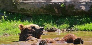 Jak odświeżyć wnętrze samochodu?