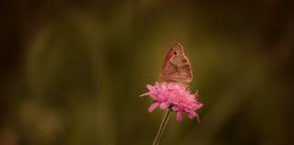 Jak usunąć rdzę z ogrodzenia?