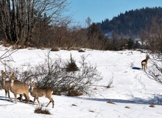 Czego nie lubią sarny? Czego nie lubią sarny?