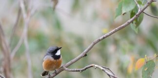 Czy gwizdki na sarny działają?