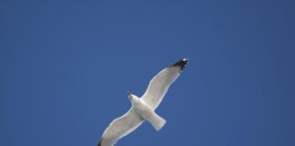 Czy podbitka chroni przed kunami?