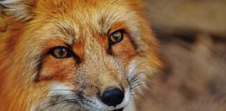 Jak upolować kunę?