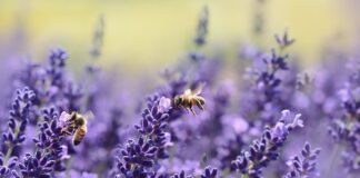 Jak pszczoły robią miód?