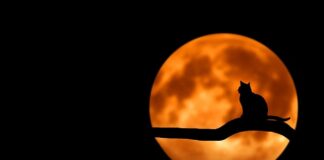 Dlaczego kot siedzi przy misce z wodą?