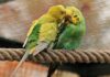 Czy papużki faliste mogą jeść ogórki?