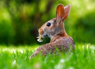 Czy można podawać królikom buraki ćwikłowe?