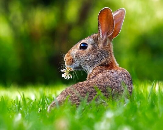 Czy można podawać królikom buraki ćwikłowe?