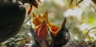 Dlaczego nie karmić kota Whiskasem?