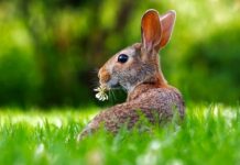 Co oznacza gdy królik robi dużo bobków?