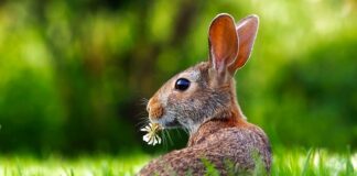 Dlaczego królik leży z wyciągniętymi łapkami?