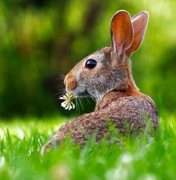 Dlaczego królik leży z wyciągniętymi łapkami?