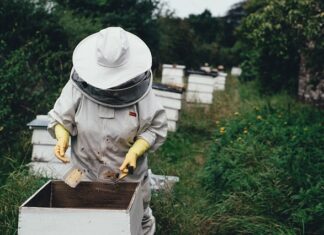 Co pszczelarze dodają do miodu?