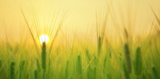 Ile waży 1m pszenicy?