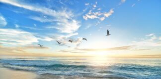 Jak POIC ptaki latem?