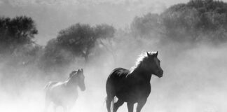 Co jest lepsze pyłek pszczeli czy Pierzga?