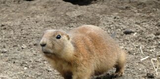 Jakie karmidła dla królików?