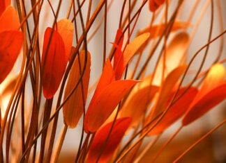 Jak zrobić Mątwę? Jak zrobić Mątwę?