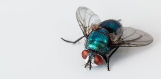 Do czego używać ścierek z mikrofibry?