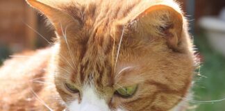 Czy Whiskas to dobra karma dla kota?