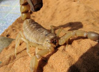 Czy w żółtym serze jest laktoza? Czy w żółtym serze jest laktoza?