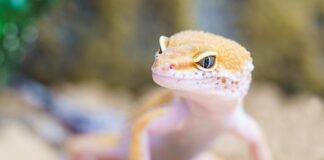 Po czym poznać że kot ma robaki?