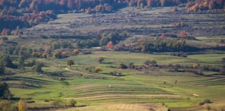 Jak głęboko orać pod pszenicę?