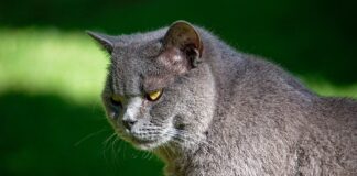 Czy Sheba jest dobra?