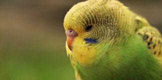 Czy papużka falista może być sama?