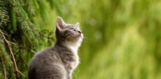 Czy koty reagują na kici kici?