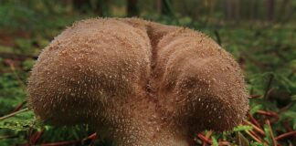 Czy miotełki Swiffer można prać?