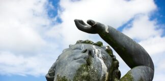 Czym czyścić odchody papugi?