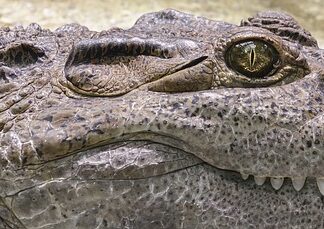 Czy krokodyl je kamienie? Czy krokodyl je kamienie?
