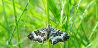 Jak zamontować paśnik dla królika?