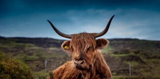 Czym krowa zagarnia trawę?