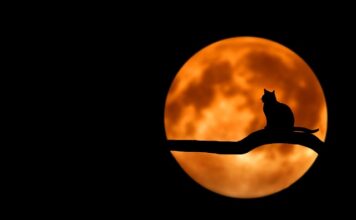 Czego nie robi się kotu?