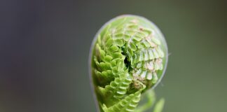 Jak wyhodować kiełki pszenicy?