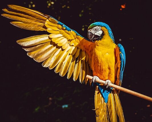 Jak papuga okazuje miłość?