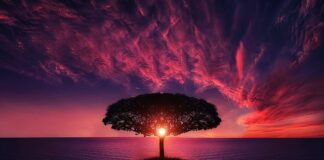 Jakie drzewa dla papug?