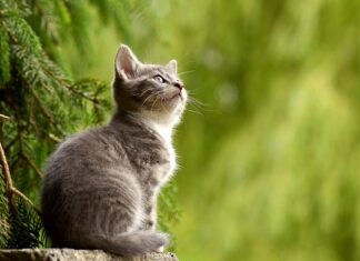 Po co koty jedzą trawę?