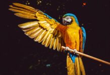 Ile papuga może przeżyć bez jedzenia?