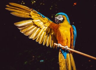 Ile papuga może przeżyć bez jedzenia?